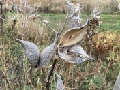 Rainwater Basin Wetland Management District