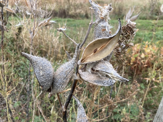 Rainwater Basin Wetland Management District