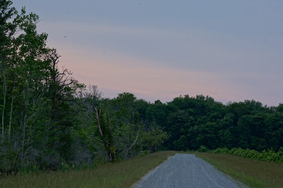Alligator River NWR