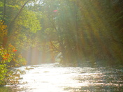 Davidson River