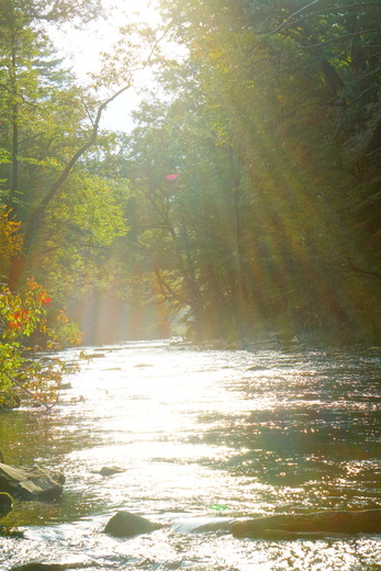 Davidson River