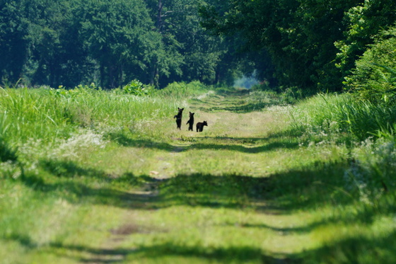 Pungo Unit