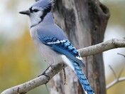 Blue Jay