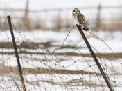 Short-eared Owl