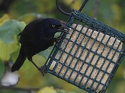 Common Grackle
