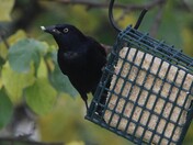 Common Grackle