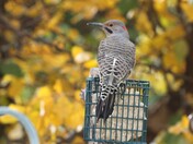 Northern Flicker