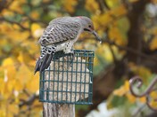 Northern Flicker