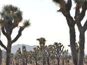 Joshua Tree National Park