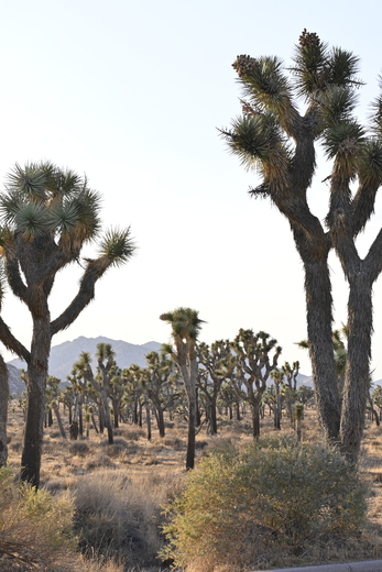 Joshua Tree National Park