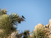 Joshua Tree National Park