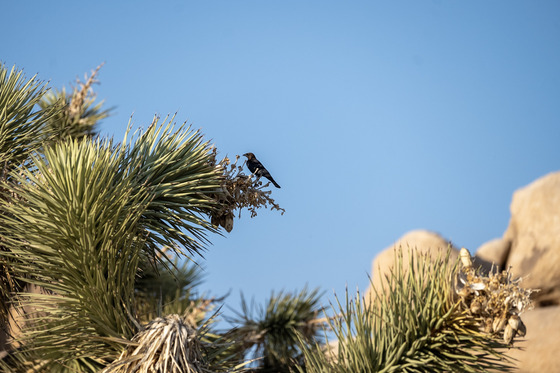 Joshua Tree National Park
