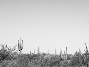 Saguaro National Park