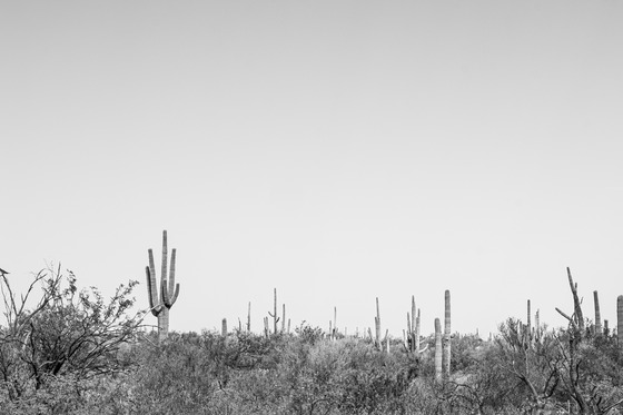 Saguaro National Park