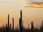 Saguaro National Park
