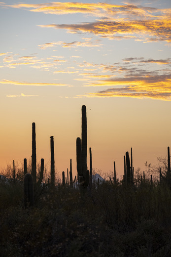 Saguaro National Park