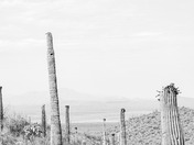 Saguaro National Park