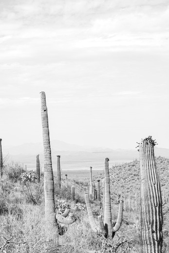 Saguaro National Park
