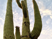 Saguaro National Park