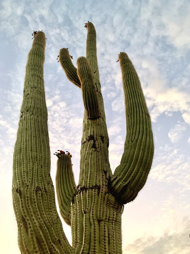 Saguaro National Park