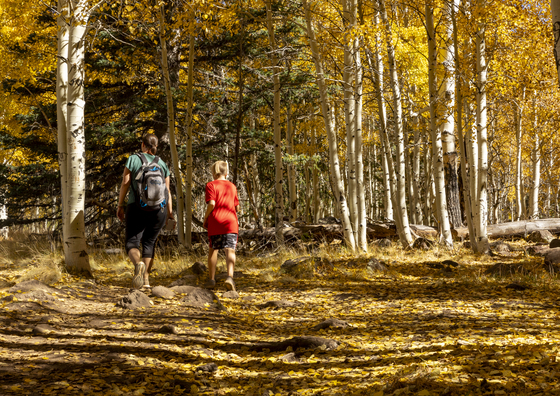 Coconino National Forest