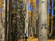 Coconino National Forest