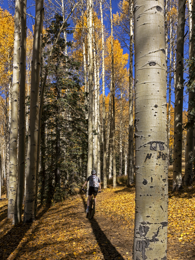 Coconino National Forest