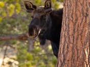 Rocky Mountain National Park