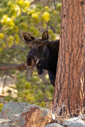 Rocky Mountain National Park