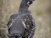 Spruce Grouse
