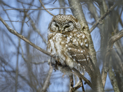 Boreal Owl with prey