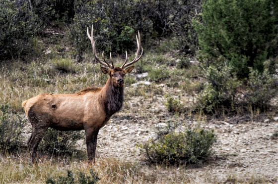 Carson National Forest