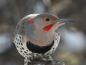 Northern Flicker