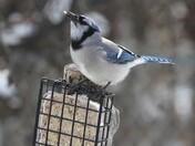 Blue Jay