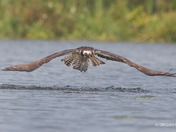 Dripping Osprey. Swing and a Miss!