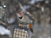Northern Flicker