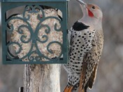 Northern Flicker
