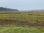 Billy Frank Jr. Nisqually National Wildlife Refuge