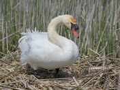 Nesting Mute Swan