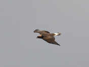 Golden Eagle