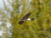 Sharp-shinned Hawk