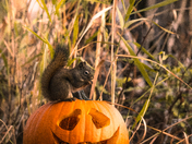 Pumpkin Squirrel 