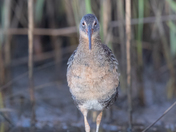 St. Marks National Wildlife Refuge