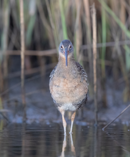 St. Marks National Wildlife Refuge