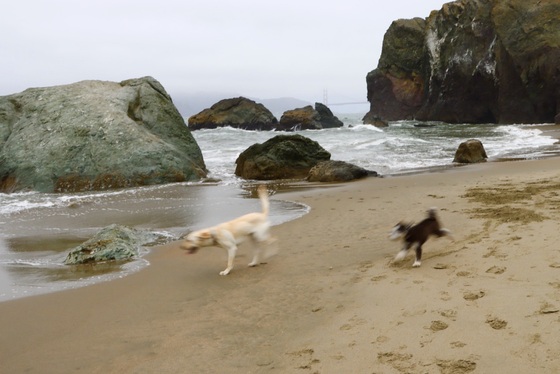 Lands End - Golden Gate National Recreation Area