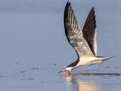 St. Marks National Wildlife Refuge