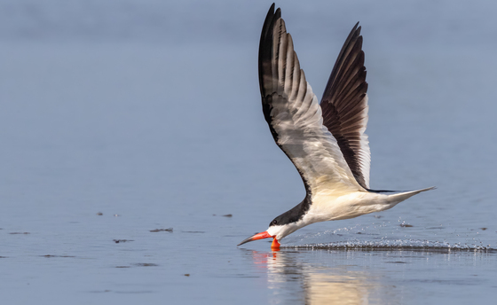St. Marks National Wildlife Refuge