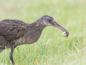 St. Marks National Wildlife Refuge