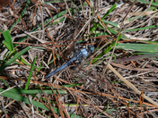 Blackwater National Wildlife Refuge