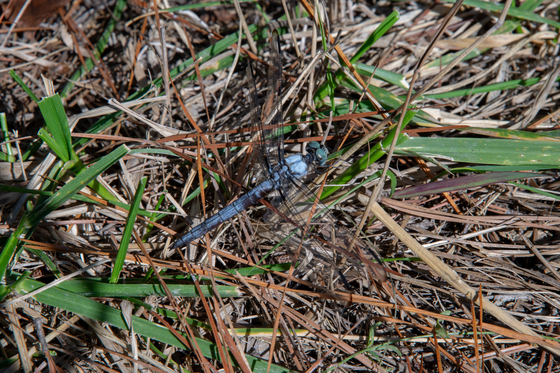 Blackwater National Wildlife Refuge